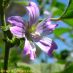 Flor