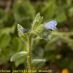 Flor 2