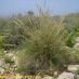 Imagen en el campo 2