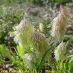 Inflorescencia