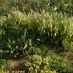Imagen en el campo
