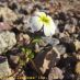 Flor blanca