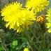 Flor