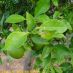 Fruto