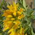 Flors