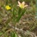 Flor