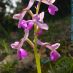 Flor 1
