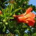 Flor 2