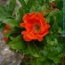 Flor