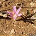 Flor