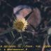 Imagen en el campo