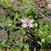 Flor