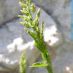 Inflorescencia