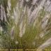 Inflorescencia