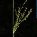 Inflorescencia