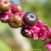 Detalle fruto