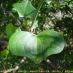 Hoja