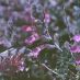 Flor