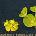 Detalle flores