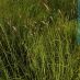 Imagen en el campo