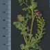 Detall flor - fruit