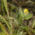 Flor