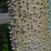 Detalle tronco
