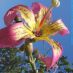 Flor