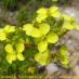 Flor