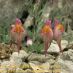 Imagen en el campo