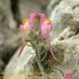 Flor
