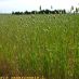 Imagen en el campo