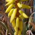 Inflorescencia