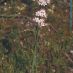 Imagen en el campo