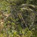 Inflorescencia
