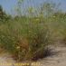 Imagen en el campo