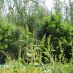 Imagen en el campo 1