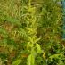 Imagen en el campo 2