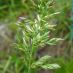 Inflorescencia
