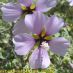 Flor