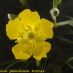 Flor
