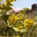 Imagen en el campo 2
