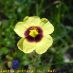Flor 2
