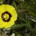 Flor
