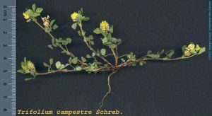 Especie