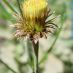 Inflorescencia