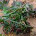 Imagen en el campo 1