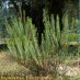 Imagen en el campo