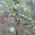 Detalle inflorescencia