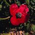 Flor - fruto